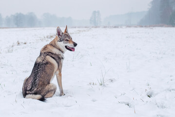 Fototapeta na wymiar Pies w śnieżnej scenerii 