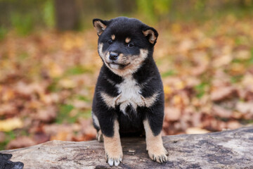 Close-up portrait of a Shiba Inu puppy