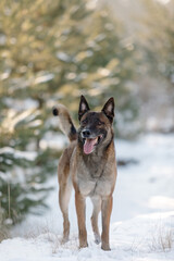 Belgian Shepherd Dog Malinois dog in winter landscape. Dog in the snow. Cold  season