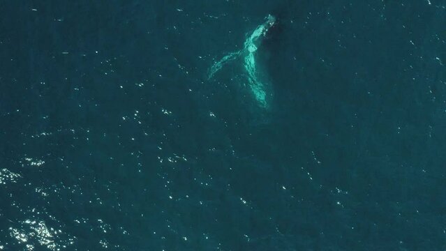 Cinematic Aerial Vertical Slow-Mo close up footage of a humpback whale breaching in calm blue ocean water off Sydney Northern Beaches Coastline playing during migration