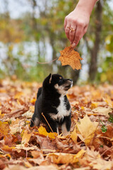 Shiba inu dog in autumn forest