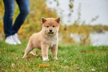 Close-up portrait of a Shiba Inu puppy