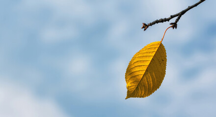 Autumn golden leaf against blue sky - 551502344
