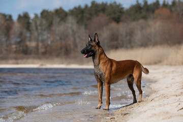 Beautiful Belgian Shepherd Malinois dog on seashore. Sand, water and sky.