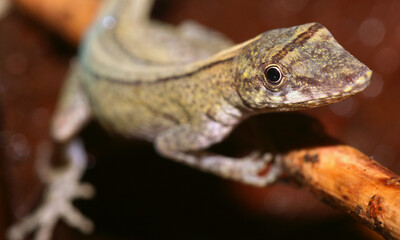 Anolis, Anole Lizard, Tropical Rainforest, Napo River Basin, Amazonia, Ecuador, South America, America