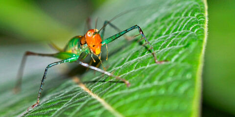 Fototapeta premium Grasshopper, Tropical Rainforest, Marino Ballena National Park, Uvita de Osa, Puntarenas, Costa Rica, Central America, America