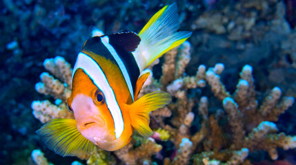 Clark’s Anemonefish, Amphiprion clarkii, Clownfish, Anemonefish, Damselfish, Coral Reef, Lembeh, North Sulawesi, Indonesia, Asia
