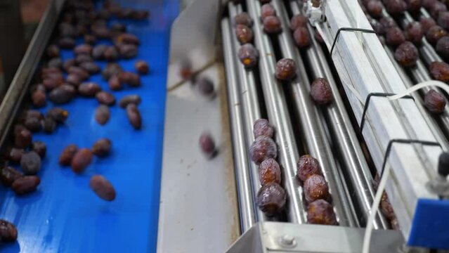 Medjool Dates factory use Advanced Ai technology for postharvest sorting and grading