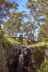 waterfall in the forest in bushland at Sailors Falls near Daylesford
