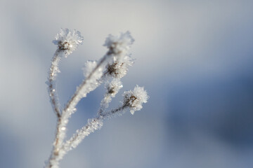 Ein kalter Wintermorgen mit Raureif	
