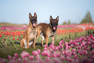 Pet in tulips field. Dog running. Belgian shepherd breed dog. Malinois dog. Police dog. 