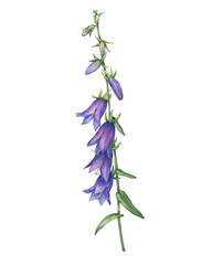 Closeup of bright blue-violet campanula rapunculoides flower (rampion, rover bellflower, creeping bluebell, purple bell, garden harebell). Watercolor hand drawn painting illustration isolated on white