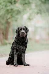Labrador Retriever Dog breed on the field. Dog running on the green grass. Active dog outdoor.