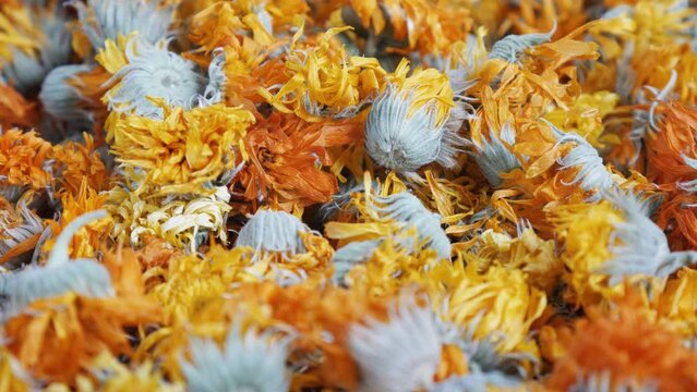 Dry calendula flowers - close-up view. Drying flowers for the winter