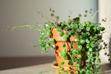 Closeup of Peperomia Prostrata string of turtles houseplant in terracotta flower pot at home over...