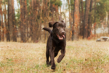 Labrador Retriever Dog breed on the field. Dog running on the green grass. Active dog outdoor.