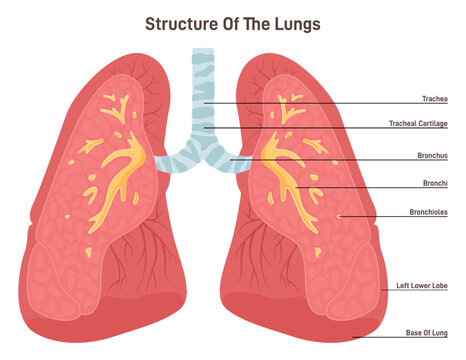 Lungs anatomy. Respiratory system main organ structure. Anatomy