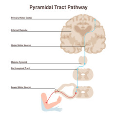 Pyramidal tract pathway. Somatic nervous system, voluntary control - obrazy, fototapety, plakaty
