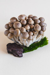 Cluster of fresh brown shimeji mushrooms close up. shimeji mushrooms on a light background with stone and moss