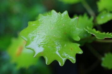 Rozchodnik topololistny Sedum populifolium