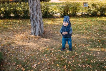 Fototapeta na wymiar A cute little boy with a bucket and a spatula stands on a green lawn among the yellow fallen autumn leaves.