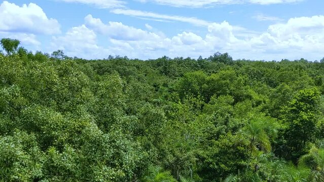 Panning of a huge forest or jungle and cloudy sky. Top view of a Sundarban mangrove forest and sunny cloudy sky.