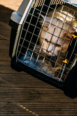 Man with domestic cat in a pet carrier traveling on the street