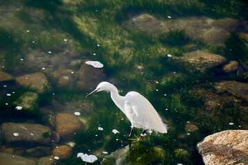 Aigrette blanche .