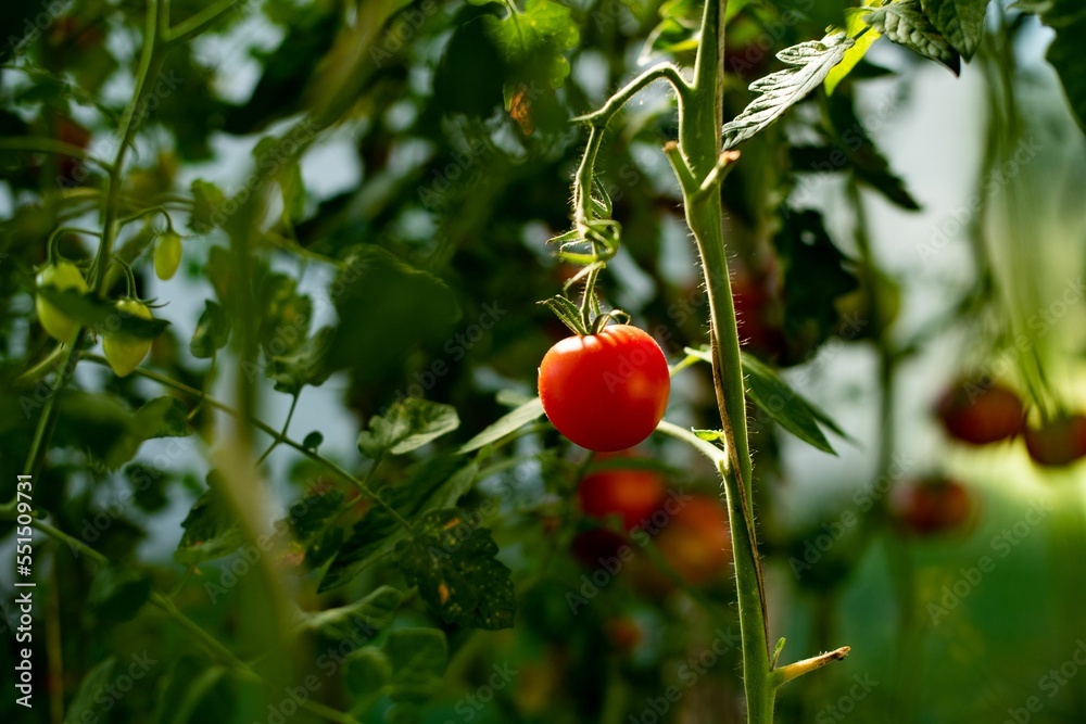 Sticker Closeup of a red ripe tomato on the vine.