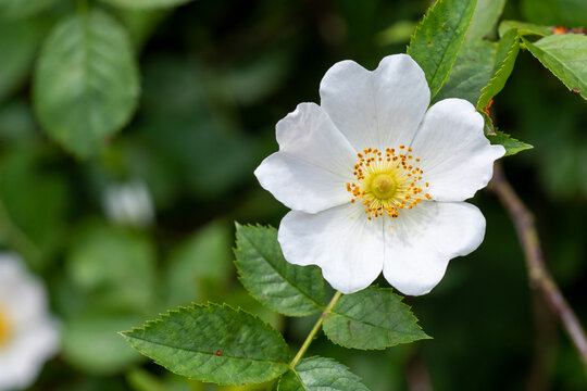 Close-up of a dog rose, Rosa canina, with green leaves