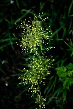 Vertical closeup of Alisma subcordatum, the American water plantain on the green background.