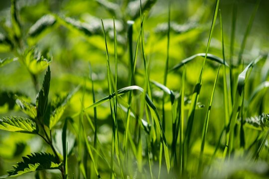 Closeup of the green grass in the meadow.