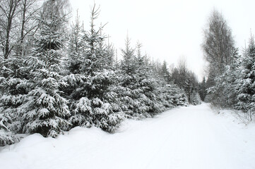 snow covered trees in the forest