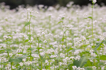 Japanese agriculture, buckwheat flower scenery