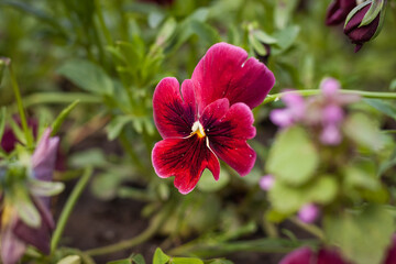 Viola tricolor among the plants in the garden. Small depth of field