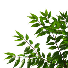 fresh tree branch isolated on white background