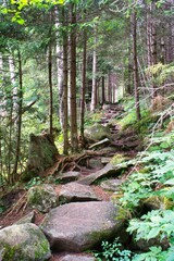 Fototapeta premium Wanderweg