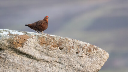 Red grouse on a rock in the Yorkshire Dales