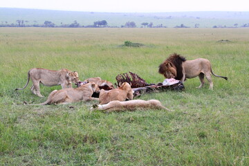 Pride of a Lion with black mane and five lionesses feeding on a buffalo carcass