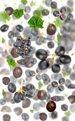 Blue Grape Slice and Leaf Abstract