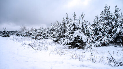 Young pine forest covered with snow..Winter landscape. Selective focus..