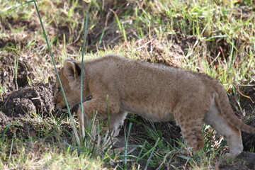 Fototapeta na wymiar Tiny baby lion cub moving cautiously through tall green grass