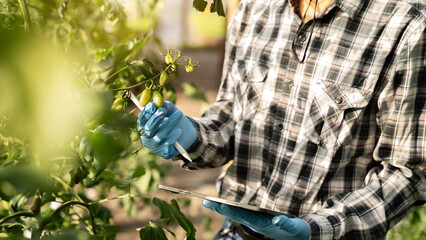 Agriculture uses production control tablets to monitor quality vegetables and tomato at greenhouse. Smart farmer using a technology for studying.