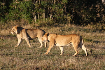 Fototapeta na wymiar Two lioneses walking and watching out for a hunt