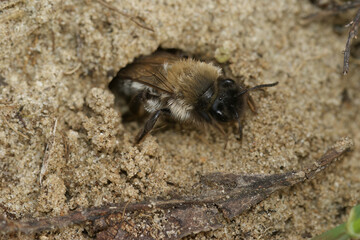 Closeup on a female of the endangered Nycthemeral miner solitary bee , Andrena nycthemera in her underground nest