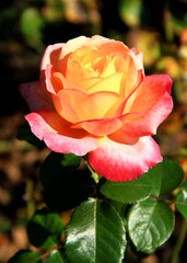 Red-yellow rose in sunlight in full bloom close-up