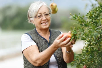 Foto op Canvas Senior woman picking pomegranate of a tree in her garden yard in the golden light of a sunny summer afternoon, active and healthy retirement concept © Алина Битта