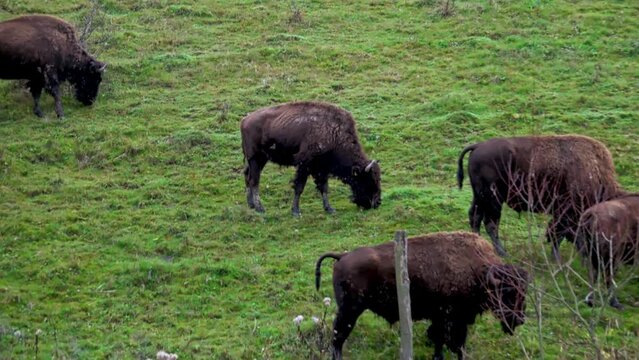Herd Of Aurochs Grazing On The Field. Large Brown Bison On The Forest Background. Bison Herd