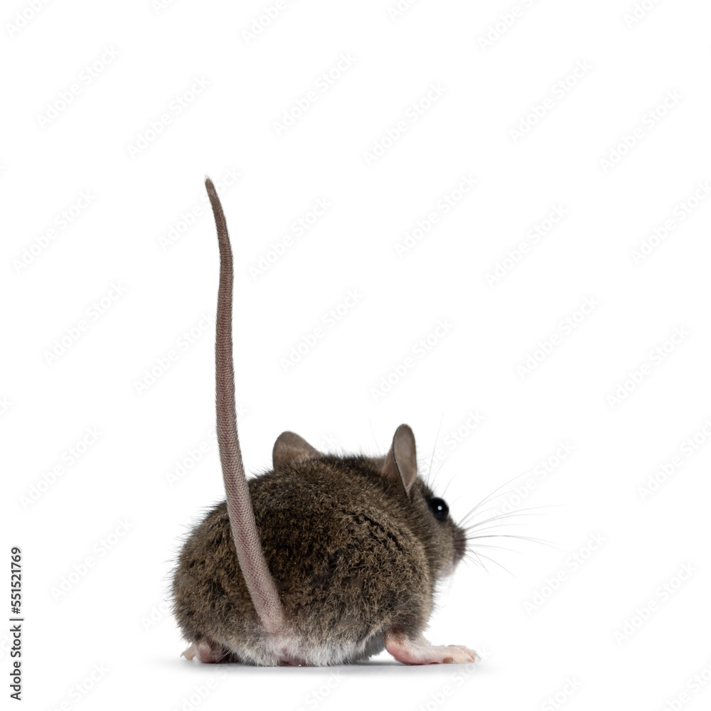 Poster backside of plain house mouse aka mus musculus, standing backwards with tail up. looking away from c