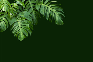 Philodendron plant grow in rain forest, isolated on green background © ContributorArtist